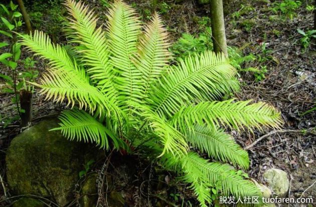 【圖】在天然蕨類植物中， 發現新的改善掉髮物質