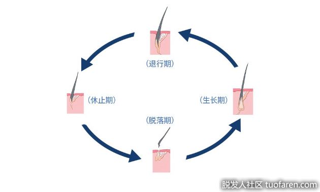 【圖】頭髮的生命週期 探討落髮原因