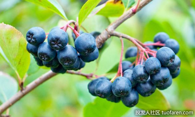 【圖】黑莓的營養成分