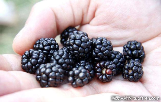 【圖】黑莓中含有多少碳水化合物？