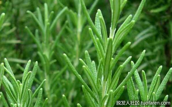 【圖】迷迭香和咖啡一樣提神 它還能養髮