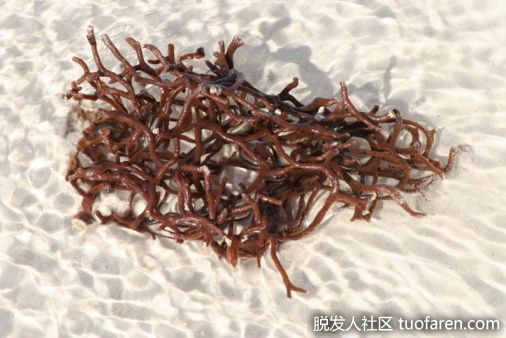 【圖】褐藻的好處