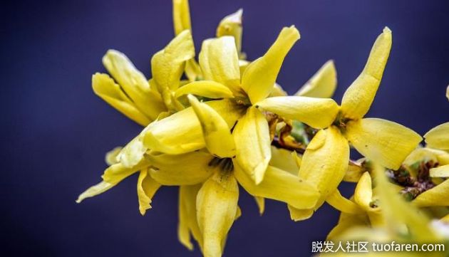 【圖】依蘭油 好處 如何使用 適合人羣