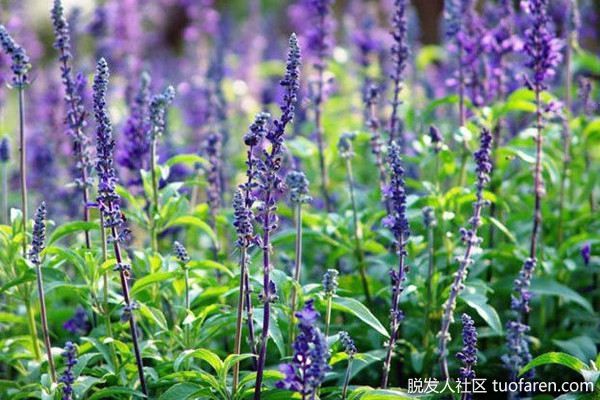 【圖】鼠尾草精油 好處 如何使用 適合人羣