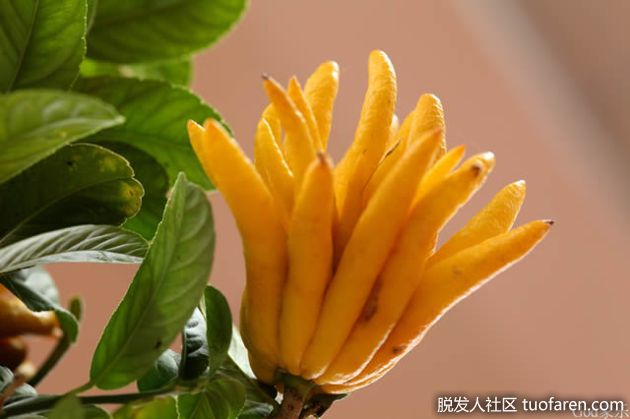 【圖】佛手柑油 好處 如何使用 適合人羣