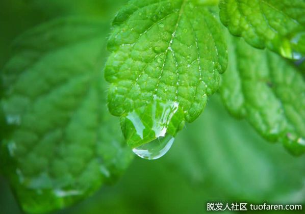 【圖】一種很好的治療肥胖和預防脱髮的草藥，檸檬香脂