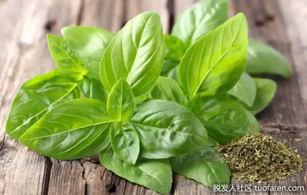 【圖】羅勒驚人的藥用價值