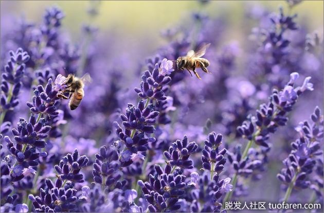【圖】薰衣草的 10 大好處，如何使效果加倍