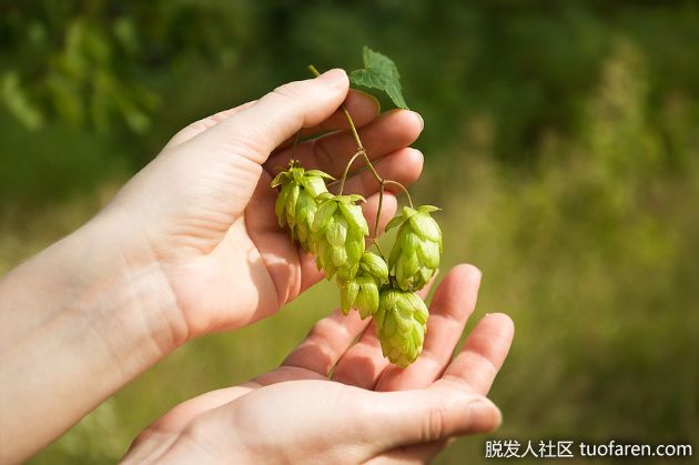 【圖】啤酒花提取物防止脱髮