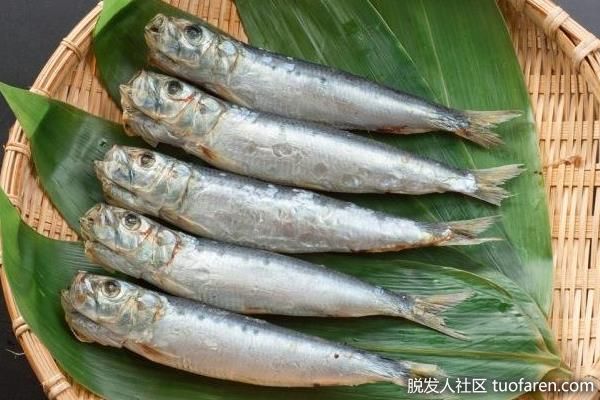 【圖】沙丁魚的三大好處