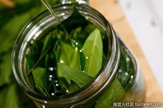 【圖】月桂葉油的驚人功效