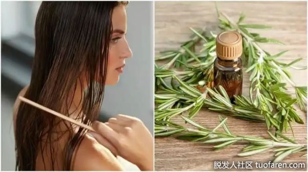 【圖】迷迭香對頭髮的5種益處