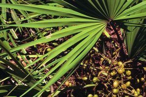 鋸棕櫚對女性有什麼好處