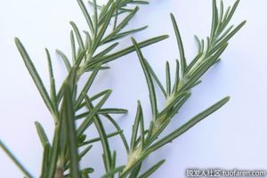 迷迭香精油的副作用