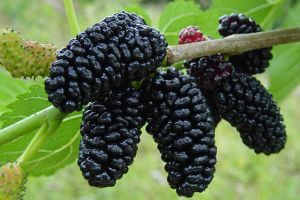 桑葚對皮膚、頭髮和健康的5個好處