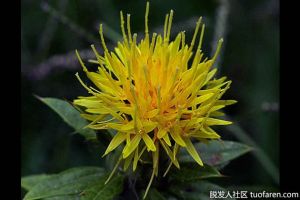 紅花籽油和橄欖油：如何選擇？