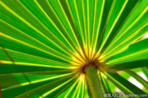 鋸棕櫚治療脱髮效果