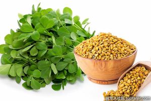 葫蘆巴對頭髮的功效