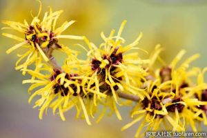 什麼是金縷梅精油？