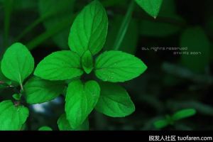 薄荷醇對頭髮的作用