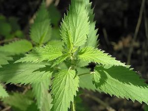 蕁麻根提取物治脱髮