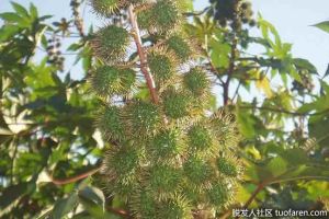 蓖麻油促進頭髮生長：蓖麻油會使頭髮生長嗎？