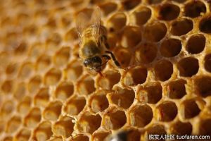 泛醇的作用及來源