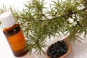 杜松子精油是什麼?