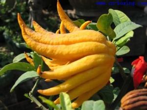 如何用佛手柑油用於頭髮?