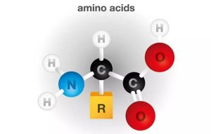 【重要】頭髮生長中的前9種氨基酸