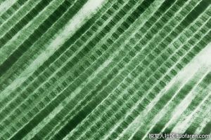 真皮的乳頭層是什麼？