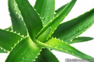 蘆薈對脱髮有效嗎？