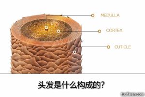 頭髮是什麼構成的？