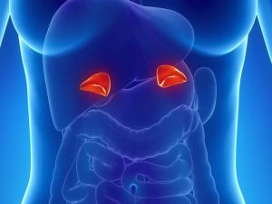 脱髮與腎上腺功能