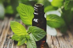 薄荷油對頭髮的好處