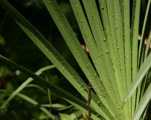 鋸棕櫚在防止脱髮中的作用