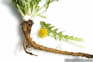 蒲公英根的好處