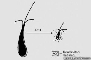 二氫睾酮是何時以及如何產生的？