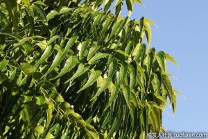 印楝油香皂和洗髮水：享受印楝油在你身上的奇蹟