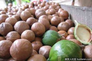 夏威夷果堅果油（澳洲堅果油）對頭髮的好處及使用方法