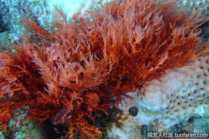 海藻油omega-3脂肪及其益處