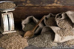 什麼食物含有谷蛋白？