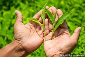 為什麼綠茶對你的新陳代謝有好處
