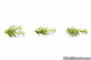 抑制DHT食物：迷迭香