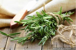 迷迭香的好處