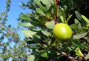 堅果油對健康和頭髮的好處