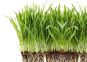 大麥草有什麼好處?