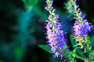 薰衣草精油用於頭髮生長