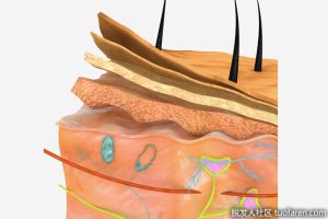 【組圖】人類有多少層皮膚？
