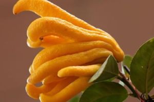 什麼是佛手柑精油?